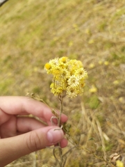 Helichrysum arenarium