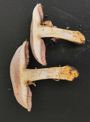 Agaricus xanthodermus