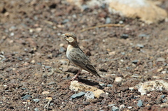 Eremopterix leucopareia