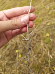 Helichrysum arenarium
