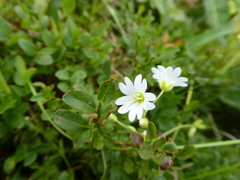 Cerastium krylovii