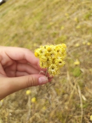 Helichrysum arenarium