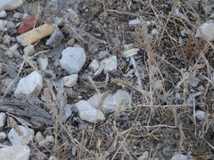 Dociostaurus jagoi occidentalis