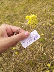 Helichrysum arenarium