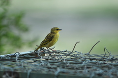 Ploceus castaneiceps