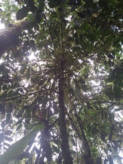 Garcinia macrophylla