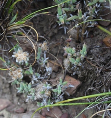 Trichodiadema occidentale