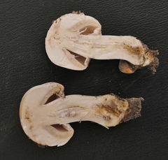 Agaricus arvensis