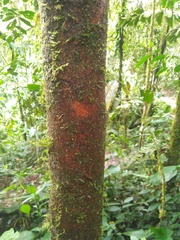 Garcinia macrophylla