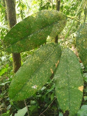 Garcinia macrophylla