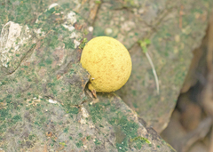 Scleroderma sinnamariense