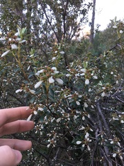 Spyridium spathulatum