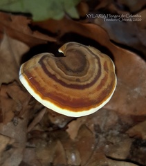 Cristataspora flavipora