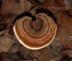 Cristataspora flavipora