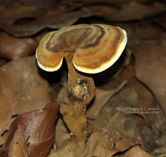 Cristataspora flavipora