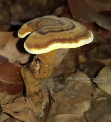 Cristataspora flavipora