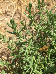 Nitrophila occidentalis
