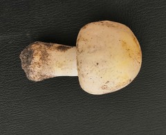Agaricus