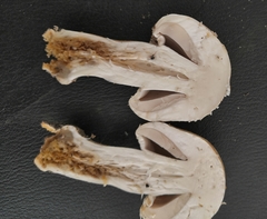 Agaricus