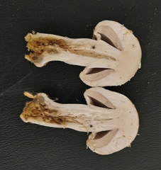 Agaricus