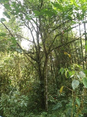 Erythrina megistophylla