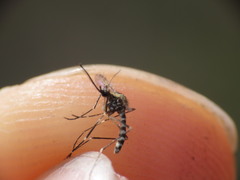 Aedes atropalpus