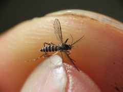 Aedes atropalpus
