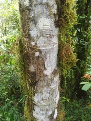 Erythrina megistophylla