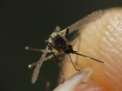 Aedes atropalpus