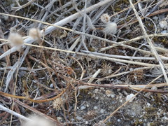 Dociostaurus jagoi occidentalis