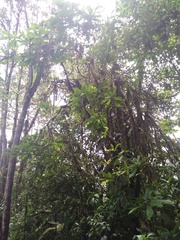 Chrysophyllum venezuelanense