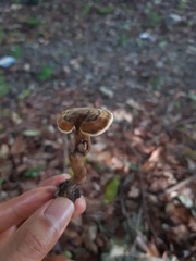 Cristataspora flavipora