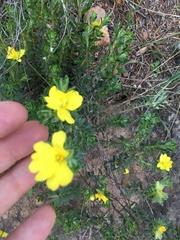 Hibbertia