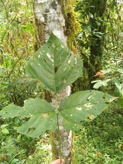 Erythrina megistophylla