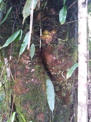 Chrysophyllum venezuelanense