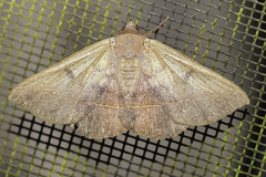 Eulepidotinae
