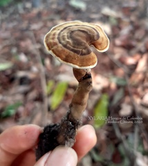 Cristataspora flavipora