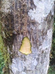 Erythrina megistophylla