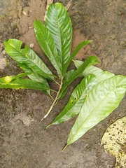 Chrysophyllum venezuelanense