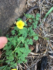 Oxalis