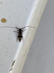 Leiopus femoratus