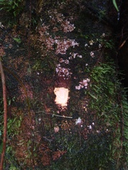 Chrysophyllum venezuelanense
