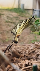 Iphiclides podalirius