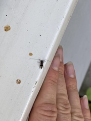 Leiopus femoratus