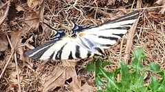 Iphiclides podalirius