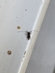 Leiopus femoratus