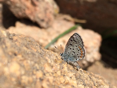 Euphilotes ancilla