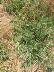 Nitrophila occidentalis