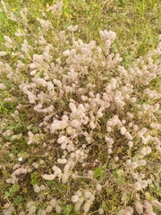 Trifolium arvense