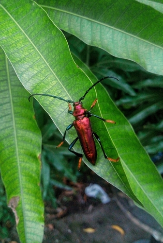 Aphrodisium panayarum